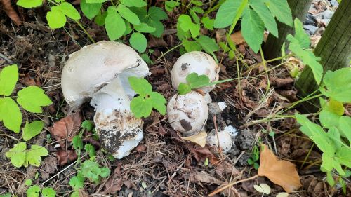 Fransige Wulstlinge mit entnommenem Exemplar; Foto Lars 10.6.25