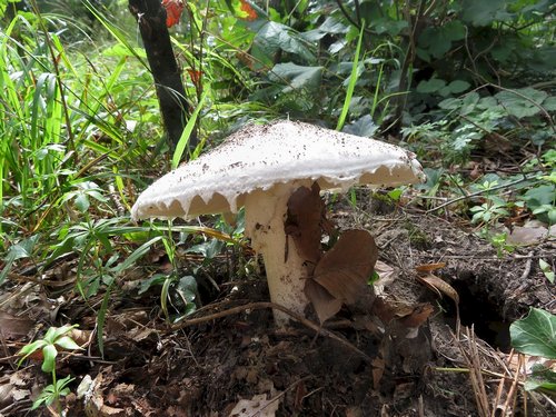 Fransiger Wulstling; Foto © Michael 21.9.23 Fransiger Wulstling; Foto © Michael 21.9.23