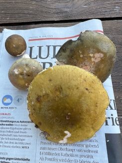 Frauentäublinge; Foto Heiko 9.5.25