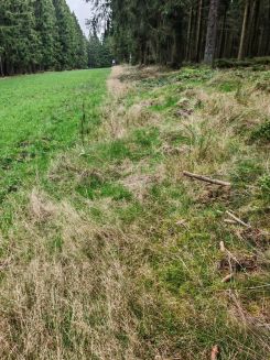 Freiligende Waldfläche; Foto Martin 26.9.26