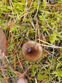 Frostschneckling; Foto Heidrun 23.10.25