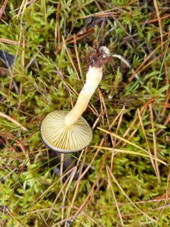 Frostschnenckling von unten; Foto Heidrun 23.10.25