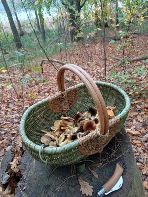 Korb mit Frostschnecklingen; Foto Heidrun 23.10.25