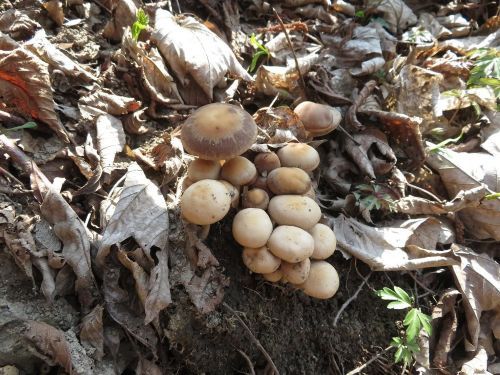 Frühe Mürblinge; Foto Michael 23.3.26