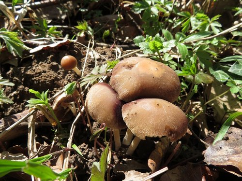 Frühe Mürblinge Michael 6.4.23 Frühe Mürblinge Michael 6.4.23