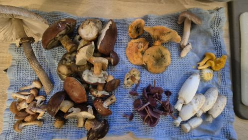 Fund aus dem Odenwald; Foto Jörn 11.10.25 Fund aus dem Odenwald; Foto Jörn 11.10.25