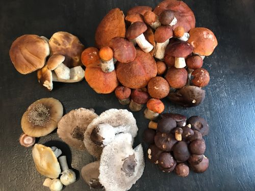 Fund mit Steinpilzen, Rotkappen, einem Birkenpilz, Maronen, Safranschirmlingen und Anisegerlingen; Foto Jürgen 10.10.25 Fund mit Steinpilzen, Rotkappen, einem Birkenpilz, Maronen, Safranschirmlingen und Anisegerlingen; Foto Jürgen 10.10.25