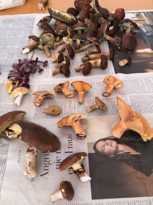 Maronenröhrlinge, Lila Lacktrichterlinge, Fichtenreizker, Butterpilze; Foto Volkmar 20.9.26 Maronenröhrlinge, Lila Lacktrichterlinge, Fichtenreizker, Butterpilze; Foto Volkmar 20.9.26