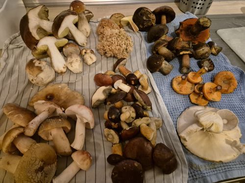 Artenreicher Fund auf der Anrichte; Foto Jörn 19.10.25  Artenreicher Fund auf der Anrichte; Foto Jörn 19.10.25