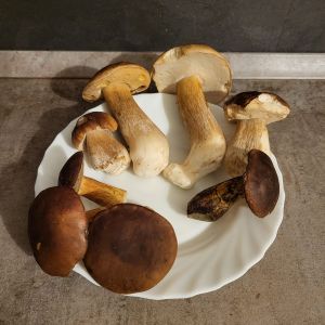 Fund mit Steinpilzen, Maronen und Flocki; Foto Antonio 1.11.25 Fund mit Steinpilzen, Maronen und Flocki; Foto Antonio 1.11.25