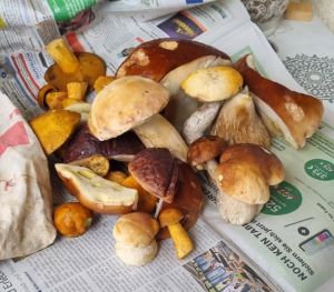 Fund mit Steinpilzen, Rotkappen und Sandröhrlingen; Foto Bodo 27.10.25 Fund mit Steinpilzen, Rotkappen und Sandröhrlingen; Foto Bodo 27.10.25