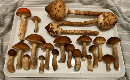 Tagesfund; Foto Christine 10.10.23 Tagesfund; Foto Christine 10.10.23