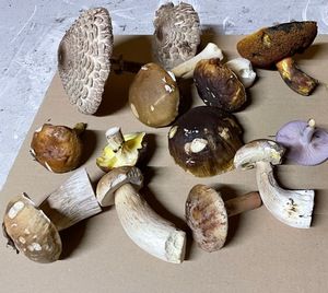 Später Fund bei Torgau; Foto Daniel 14.11.25 Später Fund bei Torgau; Foto Daniel 14.11.25