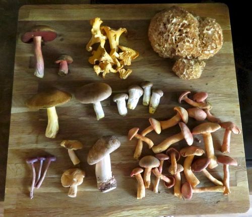 Fund vom Dobel; Foto Michael 24.9.26 Fund vom Dobel; Foto Michael 24.9.26