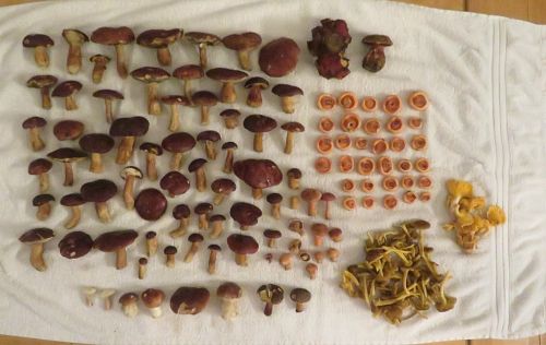 Fund vom Dobel; Foto Michael 5.10.25 Fund vom Dobel; Foto Michael 5.10.25