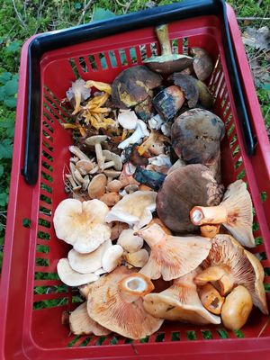 Fund Fritz 11.10.22 Fund Fritz 11.10.22