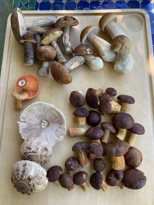 Schöner Fund für die Tagliatelle; Foto Hans 18.9.25