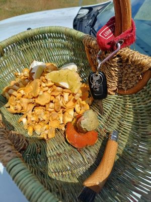 Korb mit Pfifferlingen, Flocki und halbiertem Hut vom Sommersteinpilz; Foto Heidrun 16.6.25