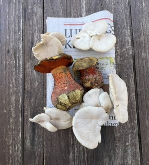 Zwei Flockenstielige Hexen, Lungenseitlinge; Foto Heiko 12.8.26 Zwei Flockenstielige Hexen, Lungenseitlinge; Foto Heiko 12.8.26