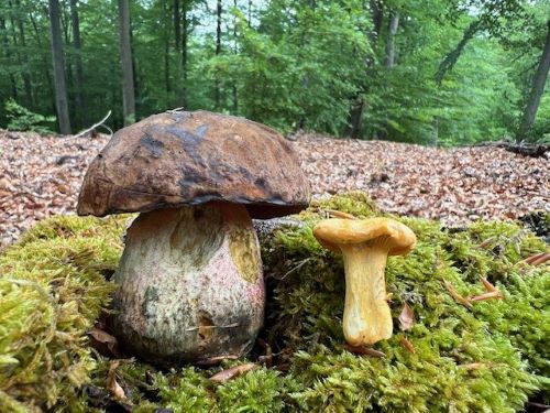 Flockenstieliger Hexenröhrling und Pfifferling; Foto Heiko 25.5.25
