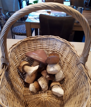 Fund mit Dekopilzi; Foto Helga 15.10.23 Fund mit Dekopilzi; Foto Helga 15.10.23