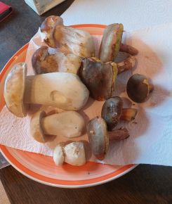 Fund mit Steinpilzen und Rotfüßen; Foto Ivanka 5.11.25