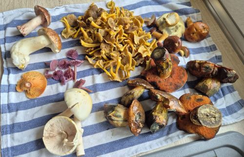 Fund von Jörn und Charlotte; Foto Jörn 2.11.25