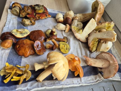 Gesamtfund von Jörn u. Charlotte; Foto Jörn 26.10.25 Gesamtfund von Jörn u. Charlotte; Foto Jörn 26.10.25