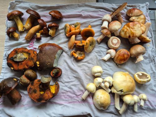 Jörns und Charlottes Fund; Foto Jörn 3.10.25 Jörns und Charlottes Fund; Foto Jörn 3.10.25