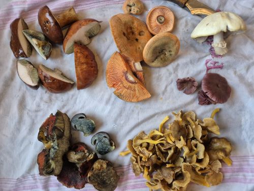 Gesamtfund von Charlotte und Jörn; Foto Jörn 9.11.25