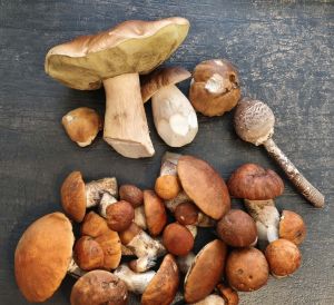 Viele Rotkappen, vier Steinpilze, ein Parasol; Foto Jürgen 10.10.26 Viele Rotkappen, vier Steinpilze, ein Parasol; Foto Jürgen 10.10.26
