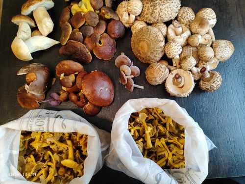 Letzter Morbach-Fund 2023: Foto Jürgen 19.11.23 Letzter Morbach-Fund 2023: Foto Jürgen 19.11.23