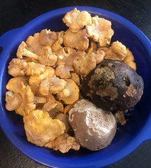 Pfifferlinge, Sommersteinpilz, Hexe; Foto Jürgen 20.7.24 Pfifferlinge, Sommersteinpilz, Hexe; Foto Jürgen 20.7.24