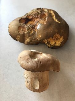 Flockenstieliger Hexenröhrling (oben) und Sommersteinpilz (unten); Foto Jürgen 21.6.25