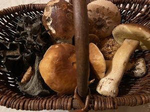 Herbstfund; Foto Karin 6.11.25