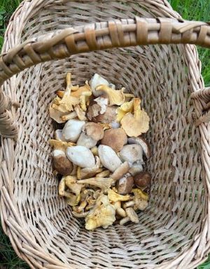 Tobis Korb mit Steinpilzen und Pfifferlingen; Foto Tobias 6.8.25 Tobis Korb mit Steinpilzen und Pfifferlingen; Foto Tobias 6.8.25