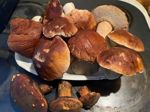 Steinpilze und Hexenröhrlinge; Foto Marie 21.11.23 Steinpilze und Hexenröhrlinge; Foto Marie 21.11.23