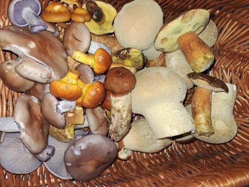 Gesamtfund: Foto Mario 21.10.23 Gesamtfund: Foto Mario 21.10.23