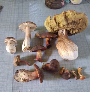 Erster Jahresfund für Mario; Foto Mario 6.8.25