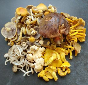 Martins Fund mit den beschriebenen Pilzarten; Foto Martin 1.11.25 Martins Fund mit den beschriebenen Pilzarten; Foto Martin 1.11.25