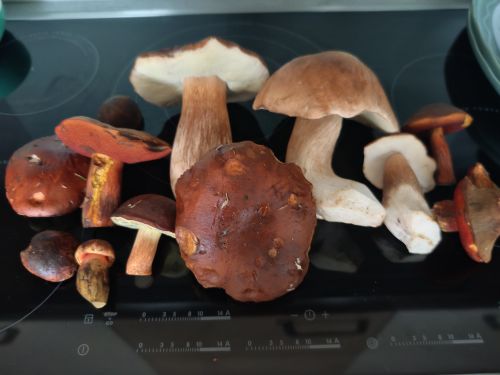 Steinpilze, Flockenstielige Hexenröhrlinge, Maronenröhrlinge; Foto Martin 18.9.26 Steinpilze, Flockenstielige Hexenröhrlinge, Maronenröhrlinge; Foto Martin 18.9.26
