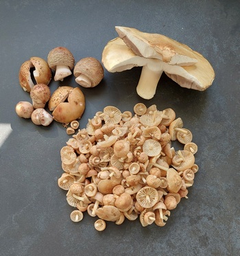 Perlpilze, Anischampignon, Nelkenschwindlinge; Foto Martin 19.5.24