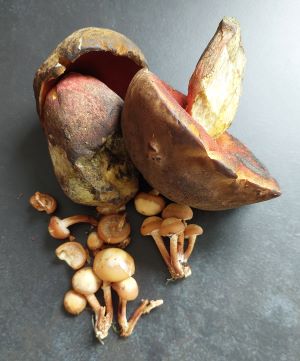 Zwei Flockis und einige Stockschwämmchen waren Martins Fund; Foto Martin 29.5.25