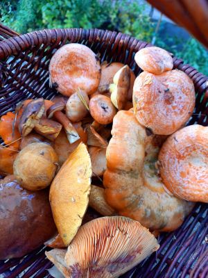 Fund mit Reizkern, Sandröhrlingen, Maronen und Butterpilzen; Foto Martina 30.10.25 Fund mit Reizkern, Sandröhrlingen, Maronen und Butterpilzen; Foto Martina 30.10.25