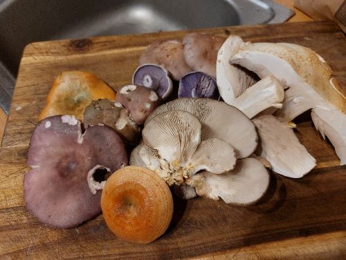 Fund Matthias 8.11.24 Fund Matthias 8.11.24