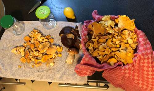 Fund aus dem hessischen Spessart; Foto Michael 8.10.23 Fund aus dem hessischen Spessart; Foto Michael 8.10.23