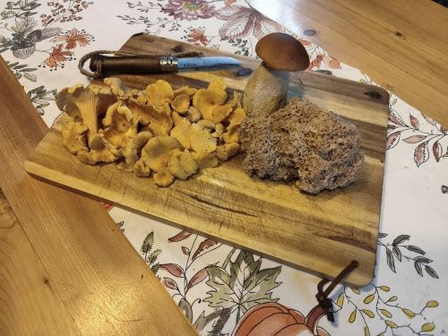 Steinpilz, Krause Glucke und Pfifferlinge; Foto Michael 14.9.25