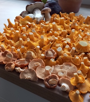 Pfifferlingsfund; Foto Michael S. 17.9.23 Pfifferlingsfund; Foto Michael S. 17.9.23