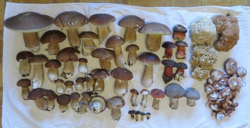 Fund Michael 19.10.22 Fund Michael 19.10.22