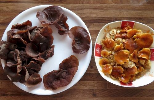 Große Judasohren, normale Samtfußrüblinge; Foto Michael 23.12.25